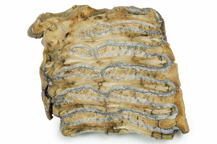 Polished Mammoth Molar Slice - South Carolina #353521